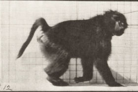 Plate 748 Baboon walking on all fours — figure reference